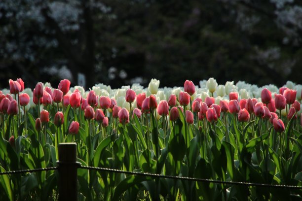 郁金香花图片下载