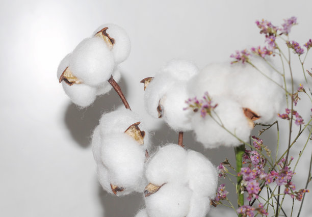 老式的树枝和棉花花。白色背景的贺卡图片下载