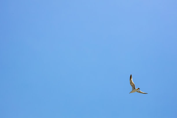 蓝天上飞翔的海鸥图片下载