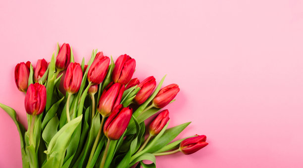 粉红色背景下的红色郁金香的浓郁花束。美丽的节日名片或证书祝贺文本与副本空间。你好,春天。2月14日情人节快乐。三八妇女节图片下载