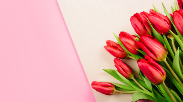 粉红色和米色背景下，红色郁金香的浓郁芳香。节日的商务名片或证书的问候文本与副本空间。你好,春天。2月14日情人节快乐。三八妇女节图片下载