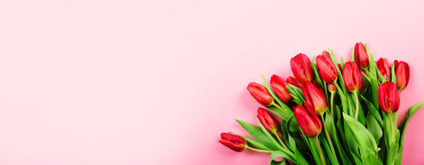 粉红色背景下的红色郁金香的浓郁花束。美丽的节日名片或证书祝贺文本与副本空间。你好,春天。2月14日情人节快乐。三八妇女节图片下载