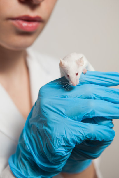 戴着蓝色橡胶手套的科学家手里拿着一只红眼睛的小白鼠。图片下载