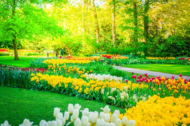 粉色和红色的郁金香图片下载