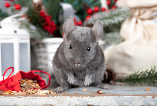 漂亮的灰色小栗鼠带着节日食物袋图片下载
