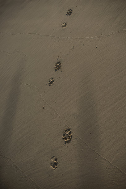 狗打印图片下载