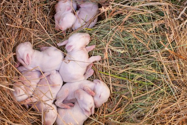 7天大的兔子在窝里睡觉。图片下载