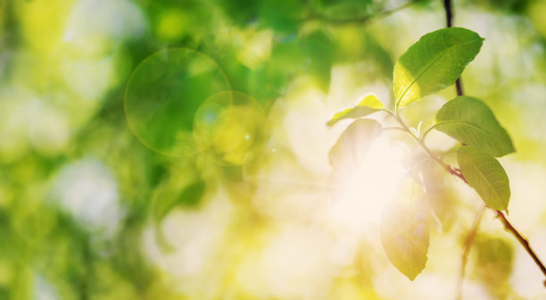 近距离观察树枝上的嫩叶和嫩芽图片下载