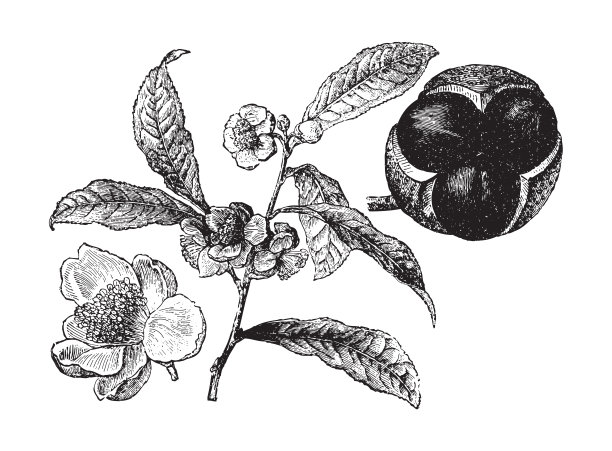 绿茶植物(山茶属)-复古插画图片下载