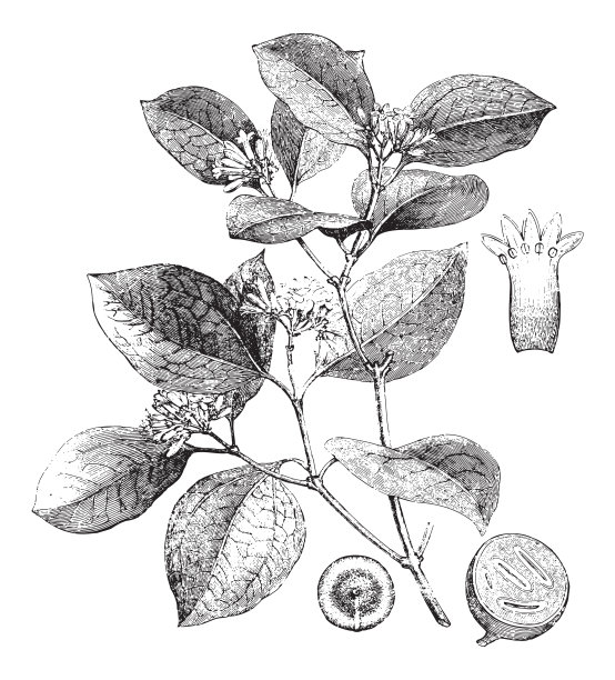 马钱子(药用植物)-复古插画图片下载