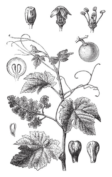 葡萄(Vitis vinifera) -年份插图图片下载