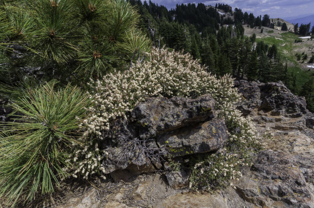 植物学;加州;喀斯喀特山脉;拉森火山国家公园;没有人;本机;本地植物;在户外;照片;摄影;植物;Holodiscus microphyllus;rockspirea;jeffry松;松果体jefferi;绿色的;白色;灌木;图片下载