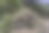 植物学;加州;喀斯喀特山脉;拉森火山国家公园;没有人;本机;本地植物;在户外;照片;摄影;植物;Holodiscus microphyllus;rockspirea;jeffry松;松果体jefferi;绿色的;白色;灌木;图片下载
