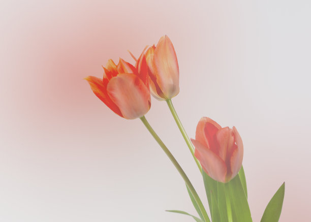 红色郁金香的剪影在图形效果图片下载