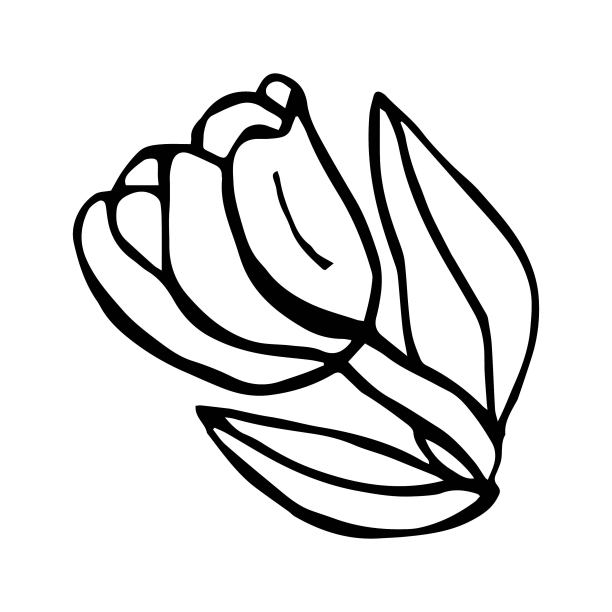 白色背景上的植物特写镜头图片下载