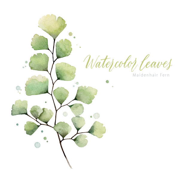 手绘水彩蕨。图片下载