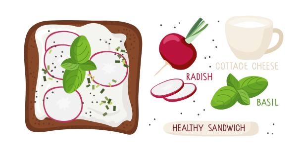 健康三明治配白干酪，罗勒和萝卜。吐司准备的配料与题词，食谱顶视图向量的菜单，咖啡馆，餐厅，海报。美味健康的零食图片下载