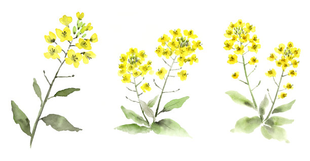 水墨画油菜花插图集图片下载