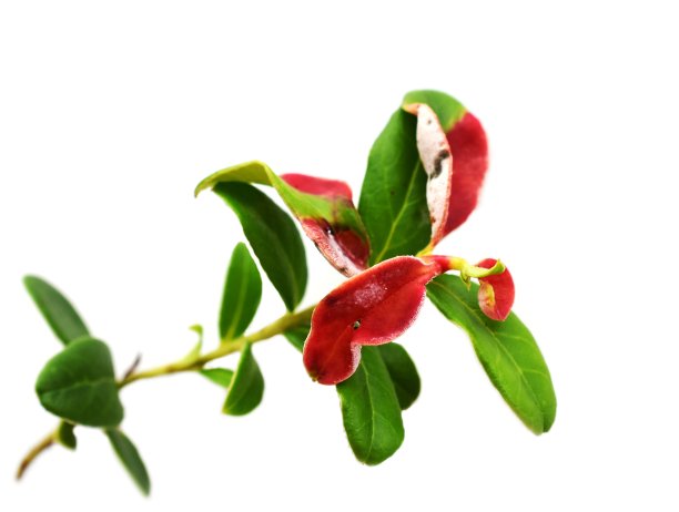 叶瘿病牛痘芽孢杆菌图片下载