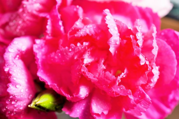 红色康乃馨的水滴特写图片下载