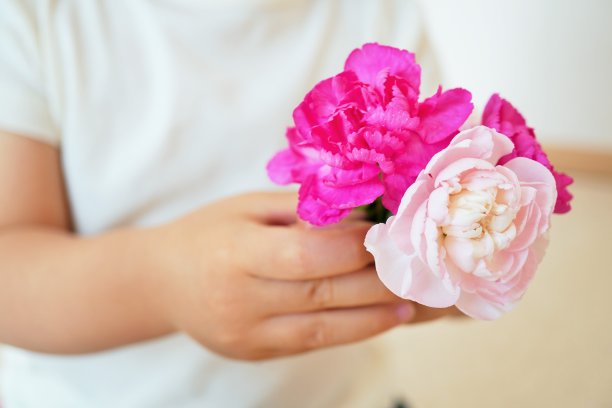 三朵红色和粉红色的康乃馨，由一个孩子献上图片下载