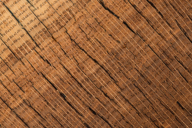 手工桌子由天然榆树木材，孤立在一个白色的背景图片下载