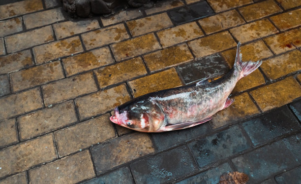 新鲜生鱼图片下载