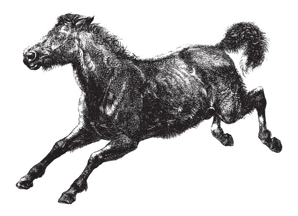 野马篷布-复古插图图片下载