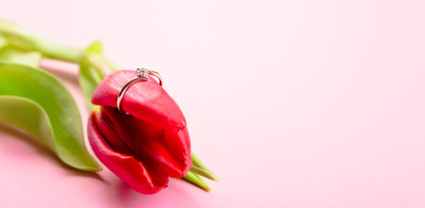 粉红色的背景上躺着一朵郁金香，上面戴着一枚钻石戒指，象征着爱和灵魂的结合。向你的女朋友求婚。婚礼是向新身份的过渡图片下载