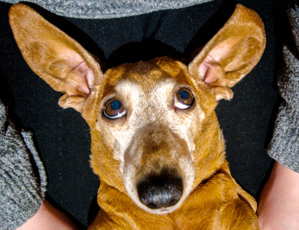 愚蠢的小猎犬的耳朵图片下载