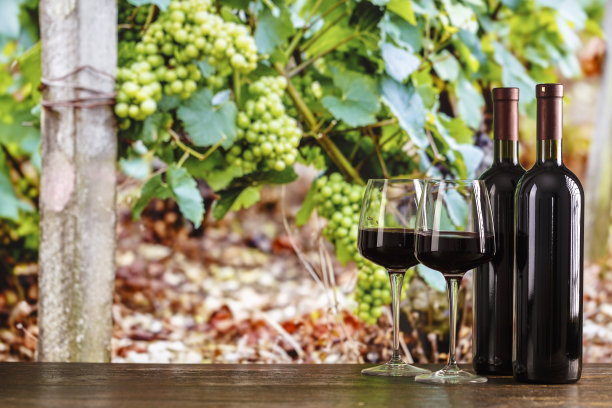 葡萄园背景上的酒瓶和玻璃杯。在葡萄园里品尝红酒。图片下载