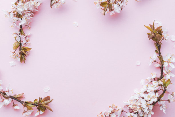 4月自然花卉。春天花开，五月花粉红。为旗帜，樱花盛开的枝头衬托背景。梦幻浪漫的形象，景观全景，复制空间。图片下载