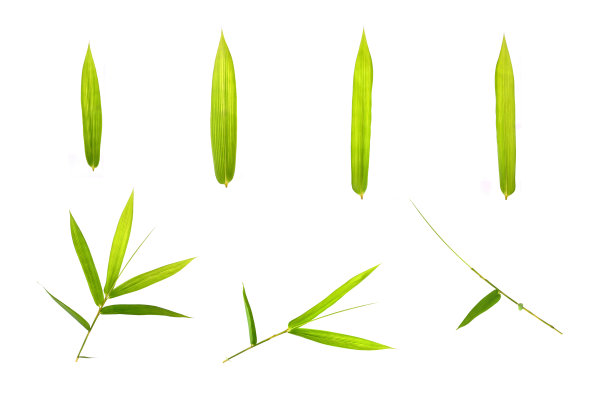 新鲜的绿色竹叶孤立在白色纹理或壁纸背景图片下载