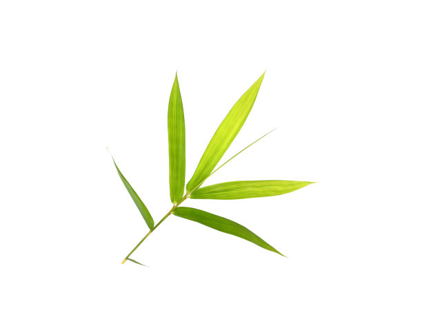 新鲜的绿色竹叶孤立在白色纹理或壁纸背景图片下载