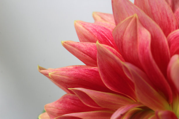 美丽的粉色大丽花的特写图片下载