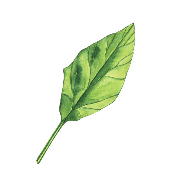 水彩菠菜孤立在白色背景上。草木手绘插图。新鲜的绿叶做沙拉。健康食品。图片下载