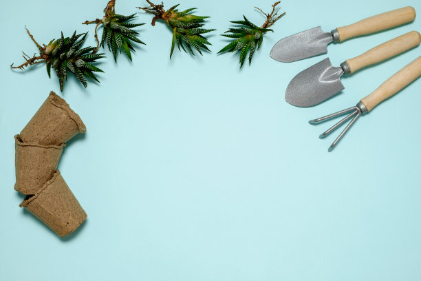 在蓝色的背景上平铺或布置花园，多肉植物或室内植物和工艺花盆。家庭园艺概念。复制空间，放置文本，俯视图。图片下载