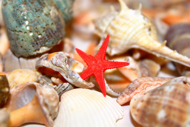贝壳和海星。特写镜头。背景。纹理。图片下载