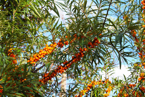 新鲜成熟的沙棘浆果在树枝上。特写镜头。背景。风景。图片下载