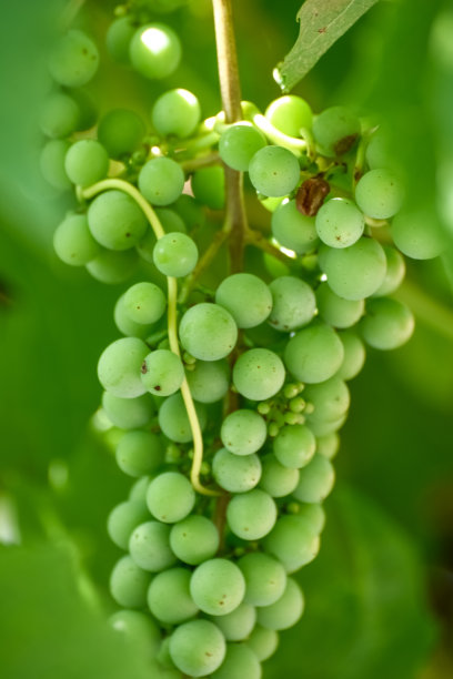 一串葡萄与叶子的背景图片下载