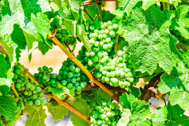 葡萄与叶子的背景图片下载