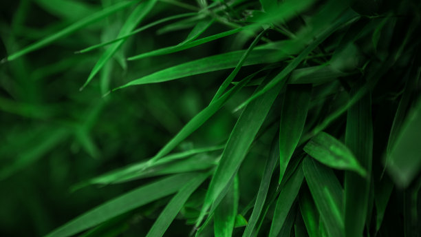 封闭的亚洲竹林，自然背景。绿色的竹子材质图片下载