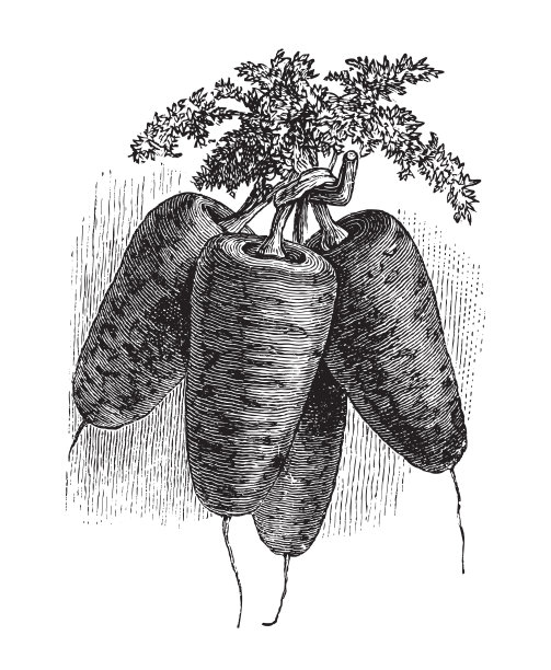 胡萝卜-复古插画图片下载