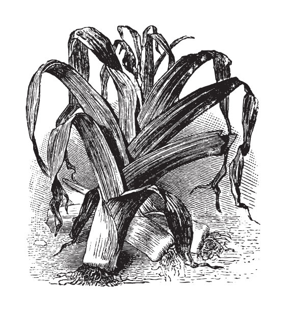 韭菜-复古插图图片下载