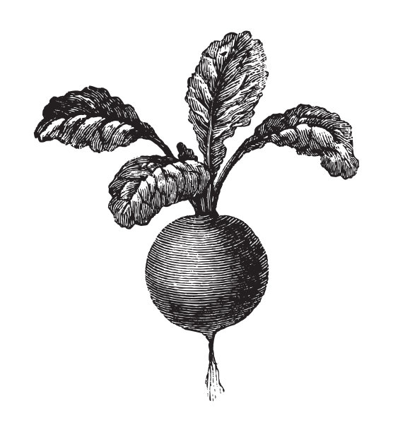 萝卜(萝卜)-古典插图图片下载