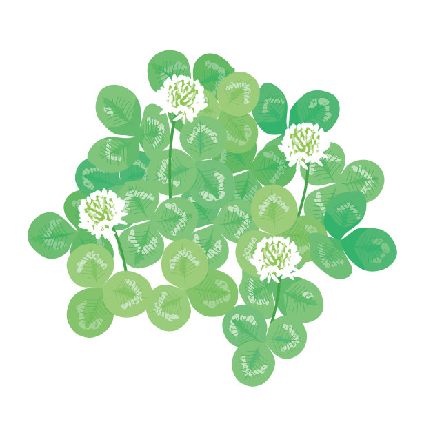 三叶草插图在白色的背景。图片下载