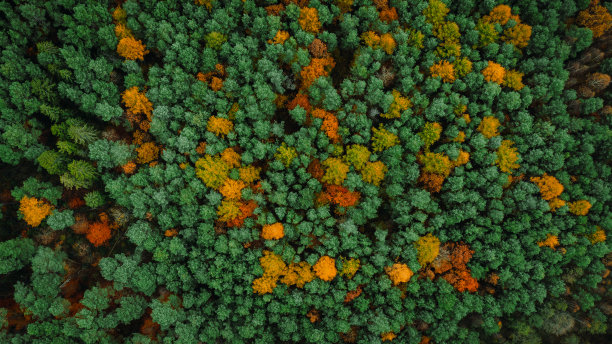 鸟瞰秋色斑斓的森林图片下载