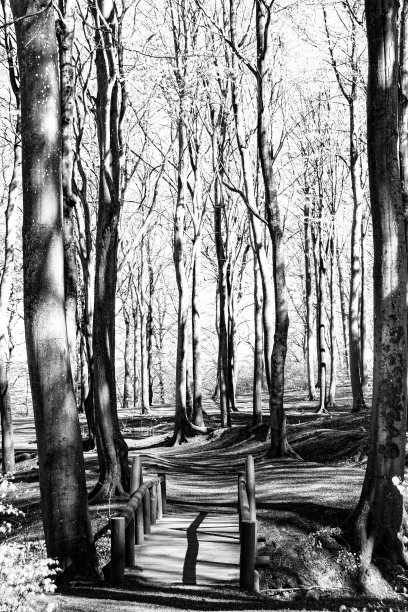 在脑海中和自然中行走的方式，黑白分明图片下载