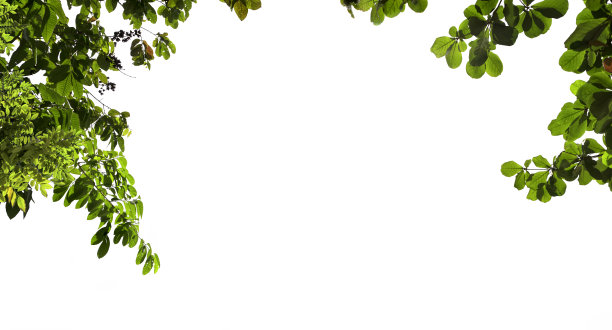 靠近树枝与绿色的叶子在白色的背景图片下载