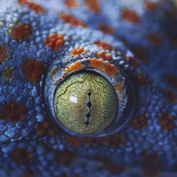 特写蜥蜴的眼睛。蜥蜴眼微距照片。壁虎眼睛。壁虎，大壁虎。特写明亮的蜥蜴，蓝色的蜥蜴。大蜥蜴。壁虎的肖像。放大照相Gekko壁虎、图片下载